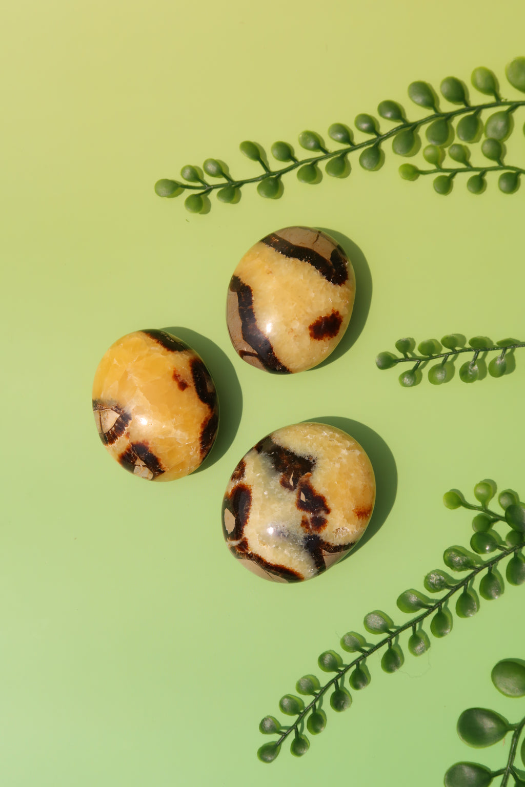 Septarian Palm Stones