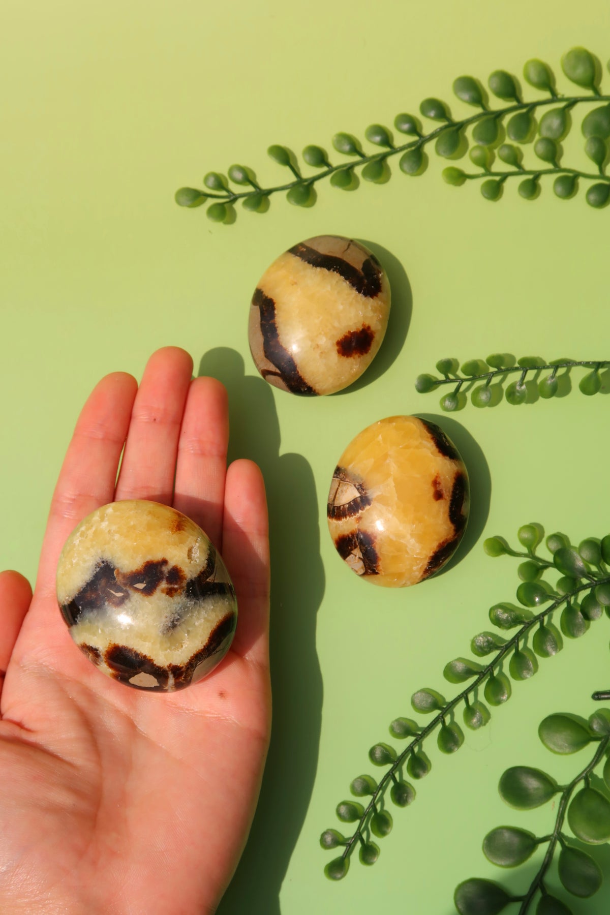 Septarian Palm Stones
