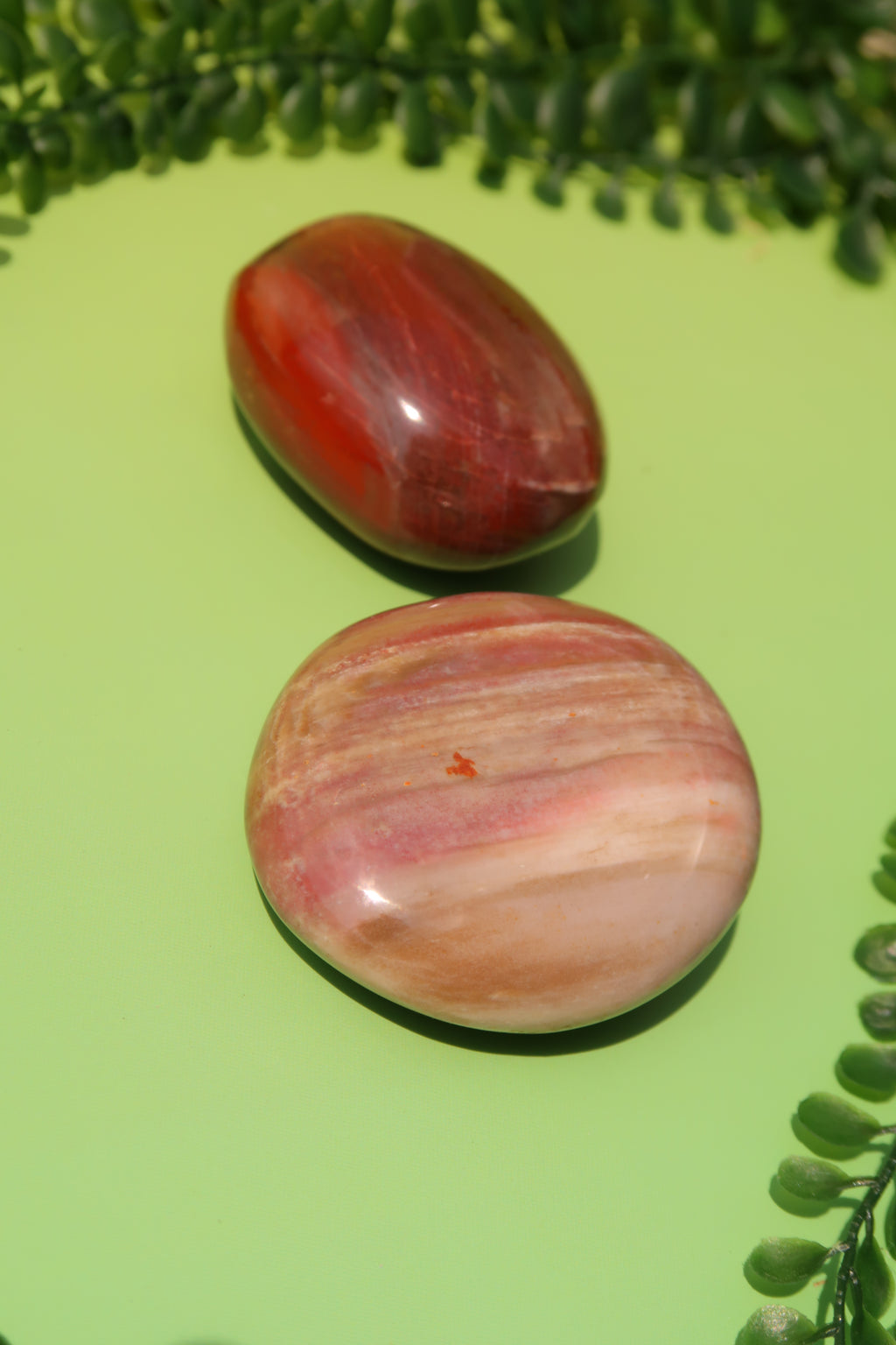Petrified Wood Palm Stones