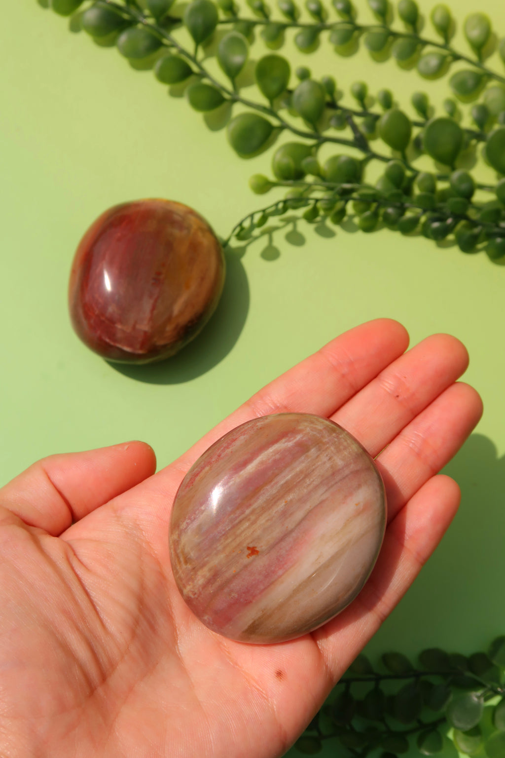 Petrified Wood Palm Stones