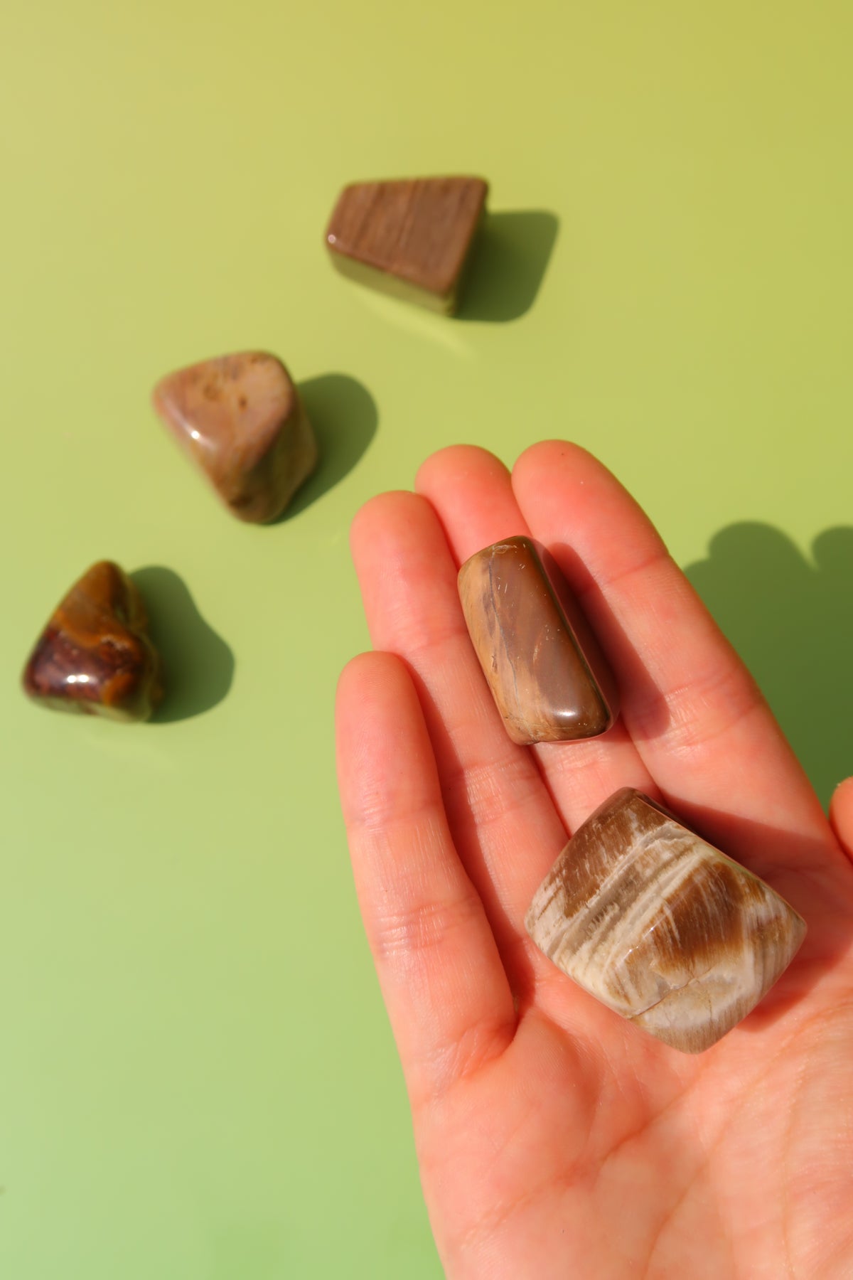 Petrified Wood Tumbles