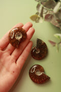 Opalized Ammonite Fossil