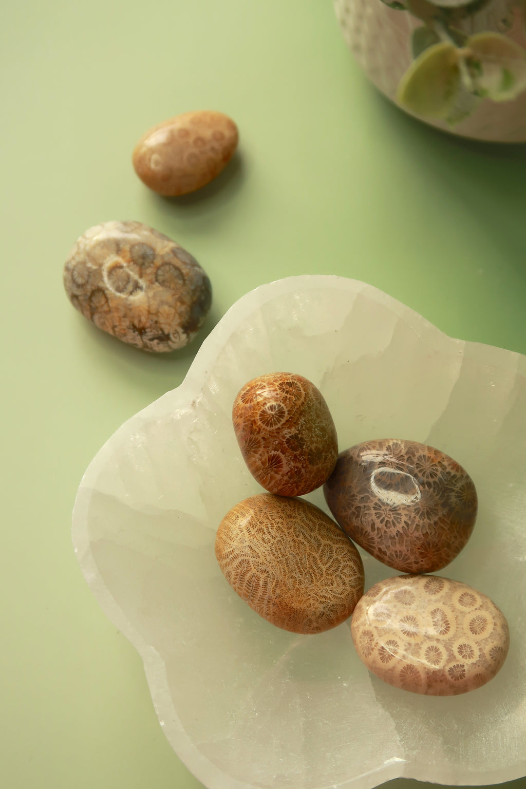Fossilized Coral Tumbles