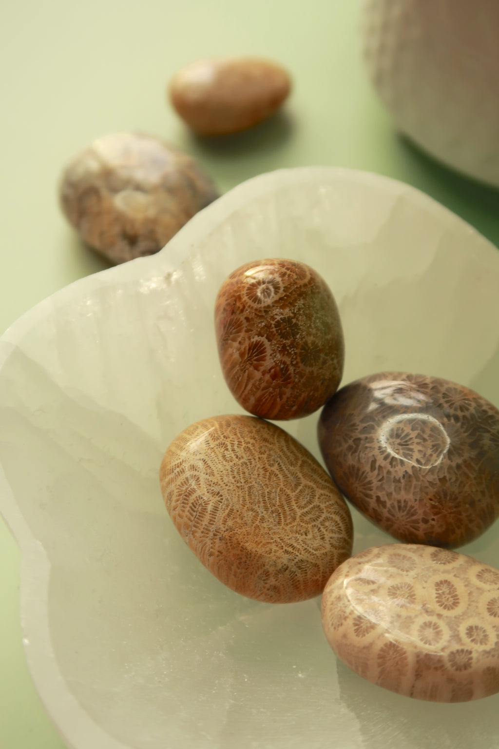 Fossilized Coral Tumbles