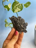 Black Kyanite